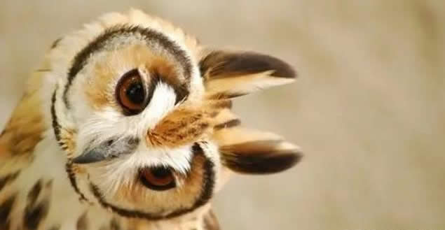Don't Be Fooled By The Owl's Appearance! The Owls That Excel At Hunting At Night Are Actually Raptors!