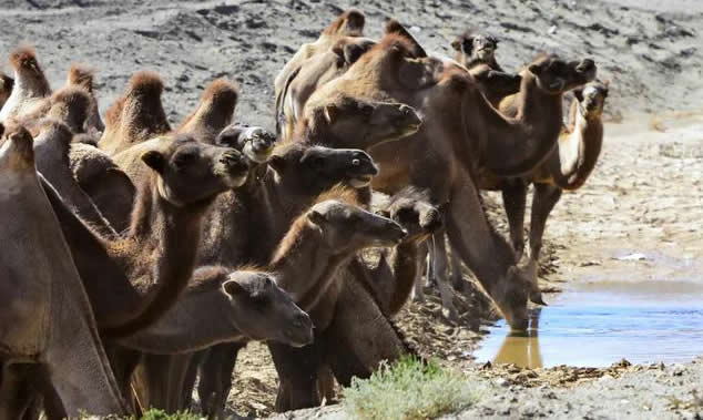 Why Don't Predators Eat Camels When Over 3-Tonne Elephants Can Be Eaten? Doesn't It Have Natural Predators?