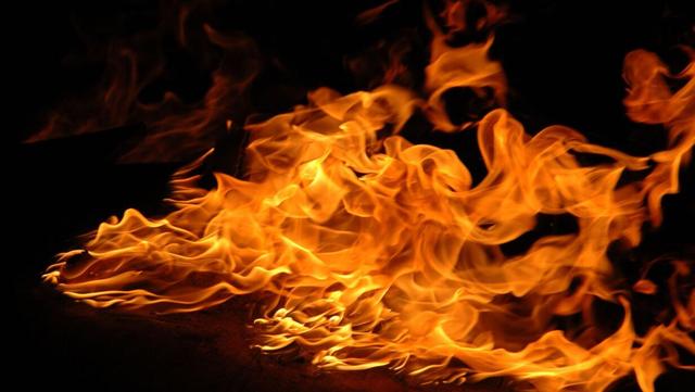 The Eucalyptus Tree, The Master Of Fire, Is The Perfect Example Of How a Wildfire Can Never End, And How The Breeze Grows Again