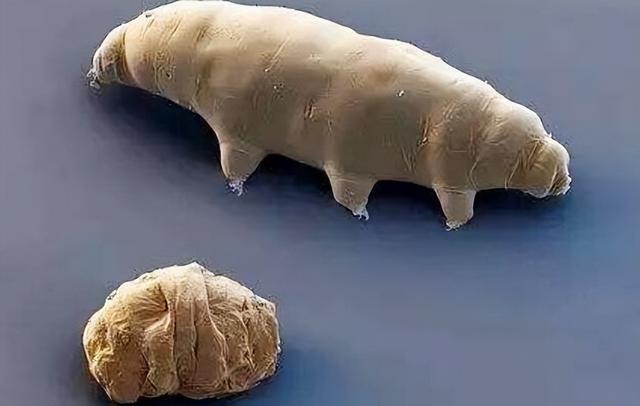 A Failed Lunar Exploration Left Extremely Life-Like Creatures On The Moon - Are They Okay Now?