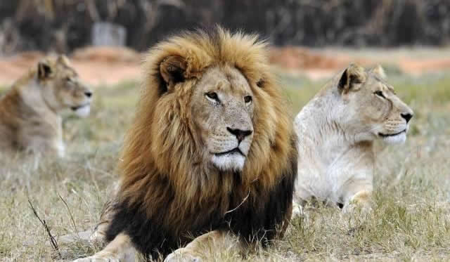 Why Do Wild Animals Not Need To Eat Salt, But Humans Must?