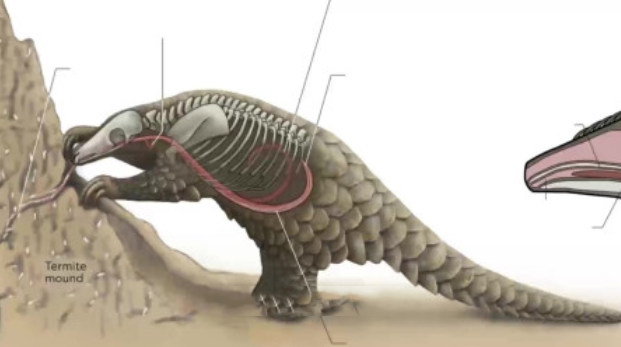 Can a Pangolin Fight Off a Swarm Of Marching Ants? Why?