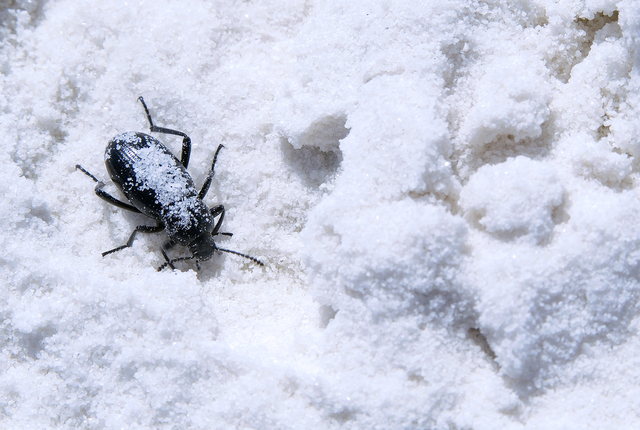 Summer Insects Speak Ice - Why Insects Do Not Freeze Into Popsicle Sticks In -50°c In The North And South Poles?
