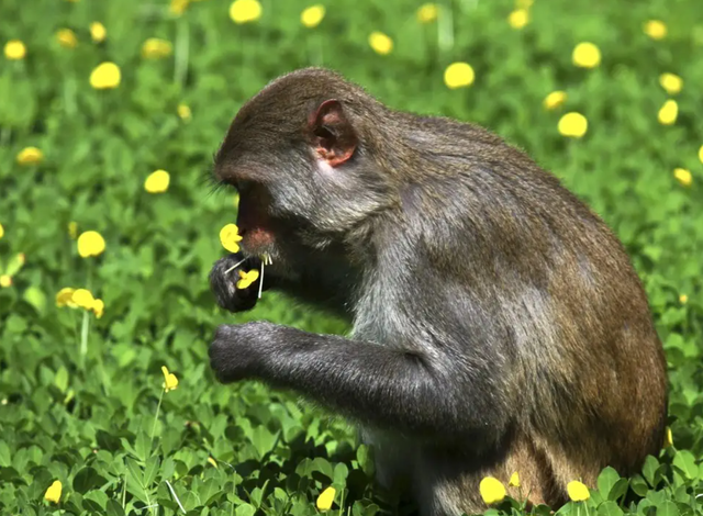 Breaking Reproductive Isolation? Mysterious 'Hybrid Monkey' Found In Borneo, Nursing Cubs