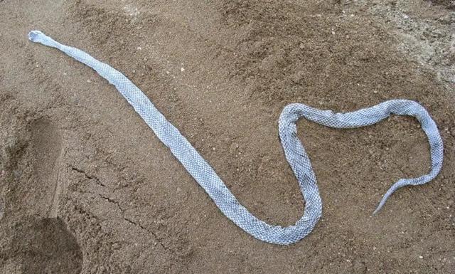 The Python Can Grow Indefinitely. How Big Can It Get If Given a Long Enough Life Span?
