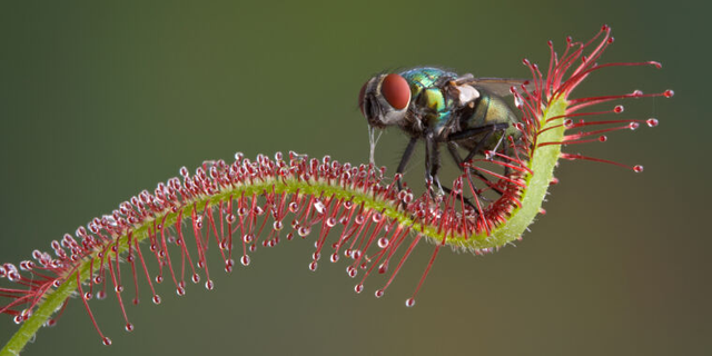 Turning Defense Into Offense! In The Future, Genetically Modified Crops May Learn To Catch Their Own Bugs