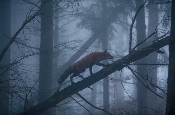 New Discovery: 40% Of Fox Droppings In The Scottish Highlands Have Dna From Domestic Dogs