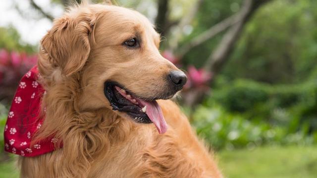 Do Dogs Really Hold Grudges? Why?